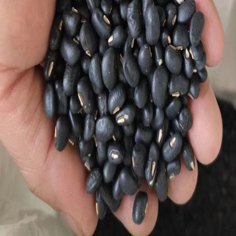 黑豆，黑云豆，黑眉豆，黑缸豆，小肾豆广西老品种。
