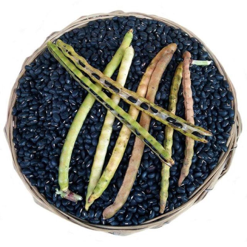 黑豆，黑云豆，黑眉豆，黑缸豆，小肾豆广西老品种。