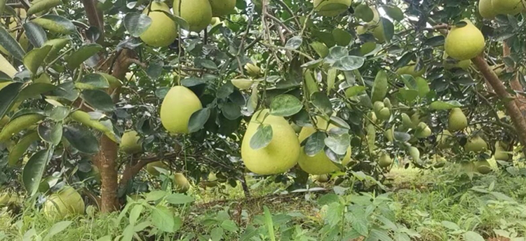 蜜柚果园实景