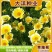 莱雅菊种子耐寒春秋开花荷包鸡蛋花室内盆栽四季易种花卉