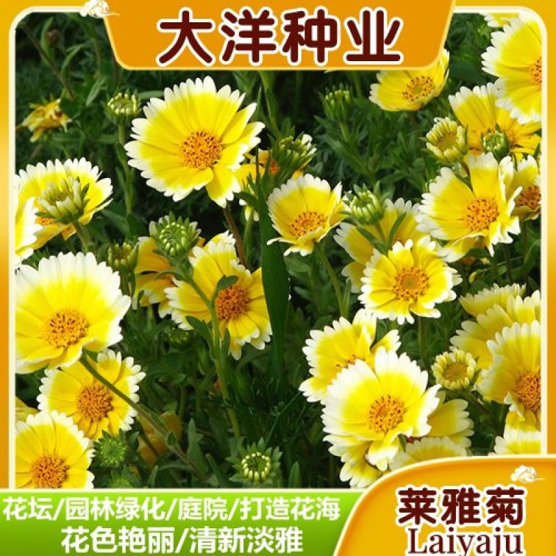 莱雅菊种子耐寒春秋开花荷包鸡蛋花室内盆栽四季易种花卉