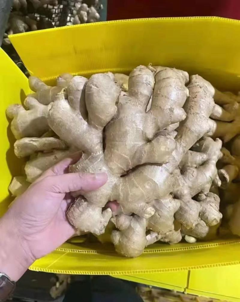 大黄姜，版型好看，颜色蜡黄，货源充足，坏烂包赔，全国发货
