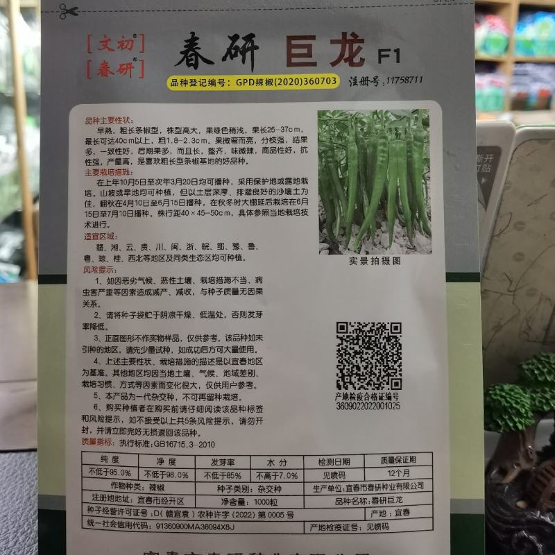 文初春研巨龙线椒种子粗长条微辣辣椒种子结果多种植户大田用
