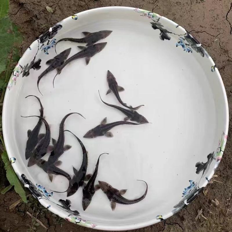 西杂鲟鱼苗鱼场直供全程提供技术指导送货上门