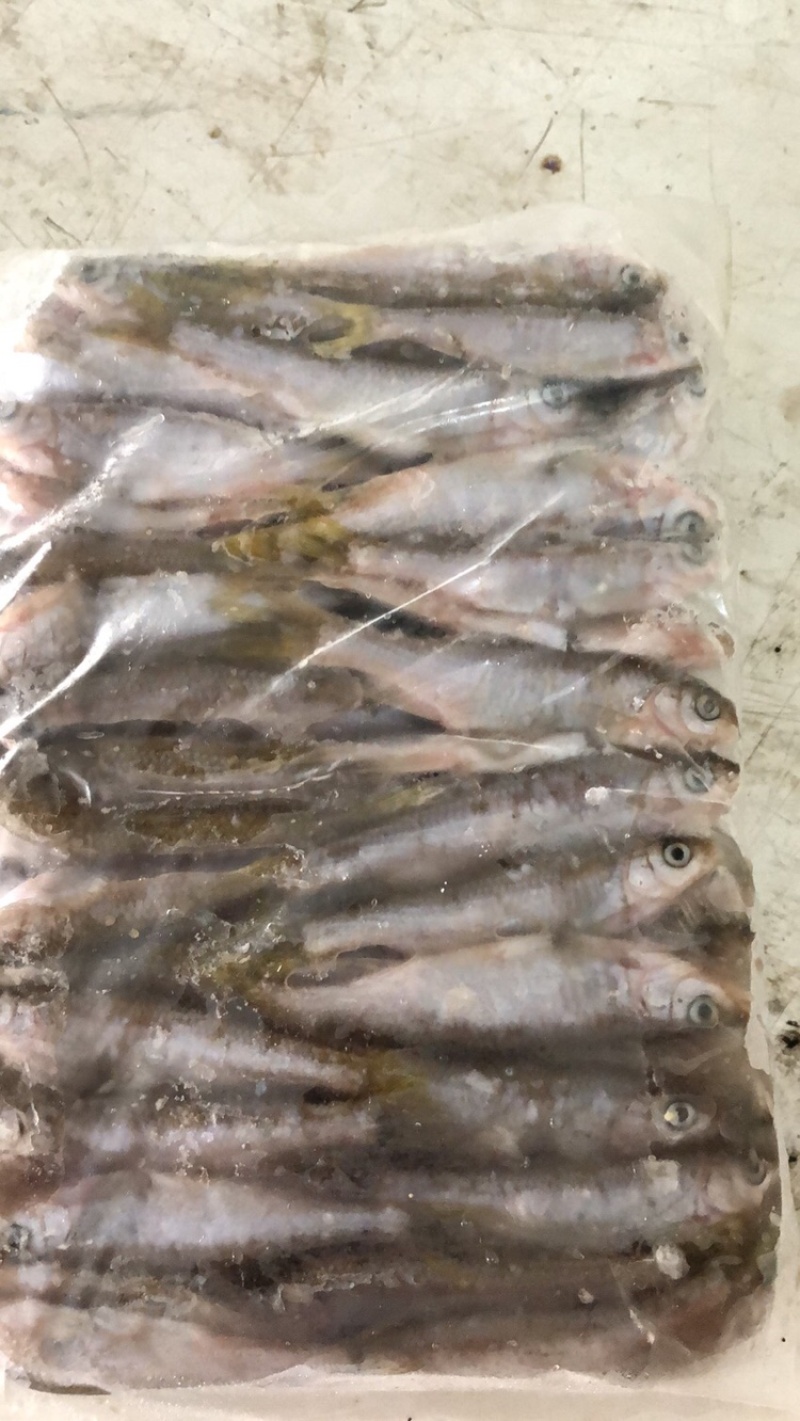 小马口鱼