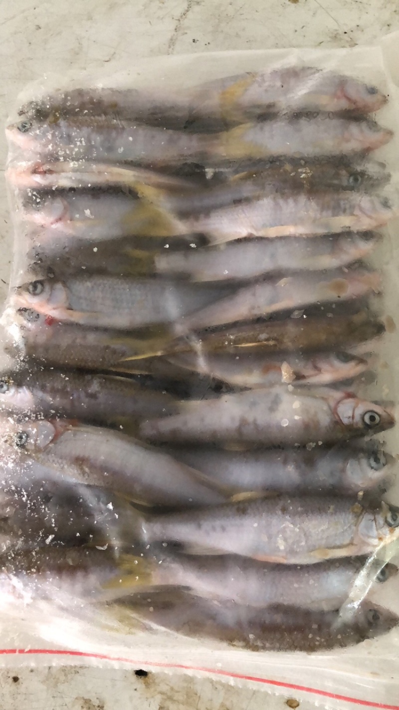 小马口鱼