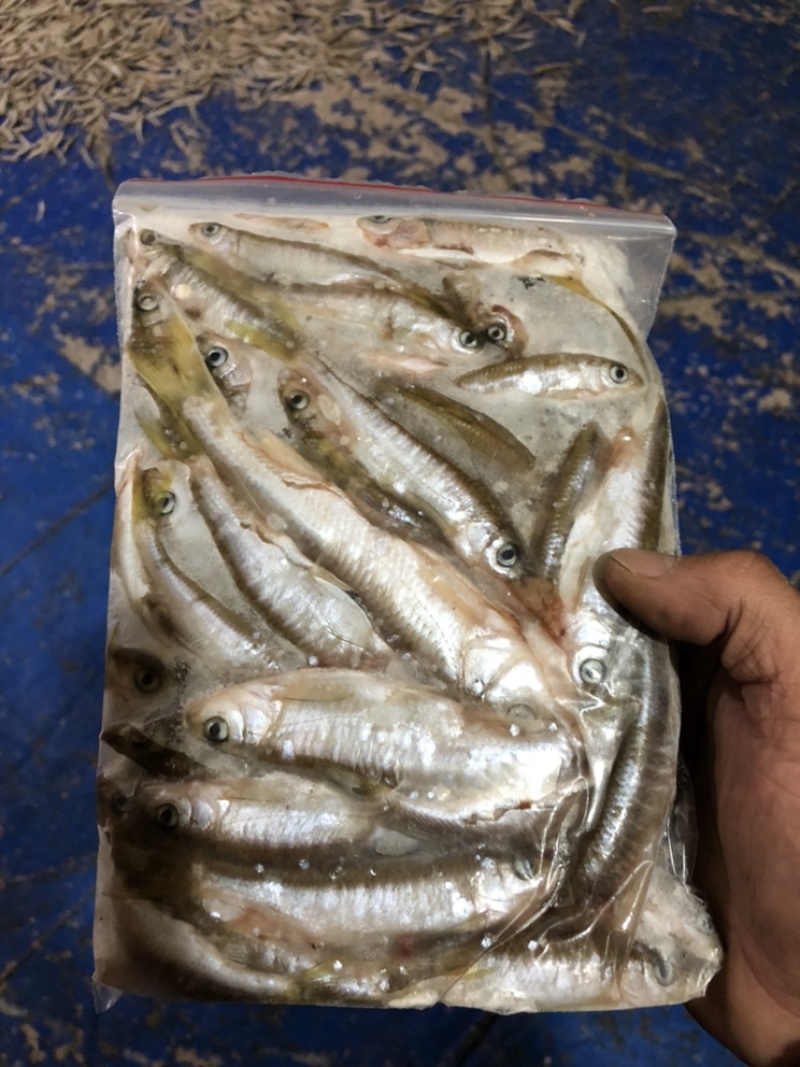小马口鱼