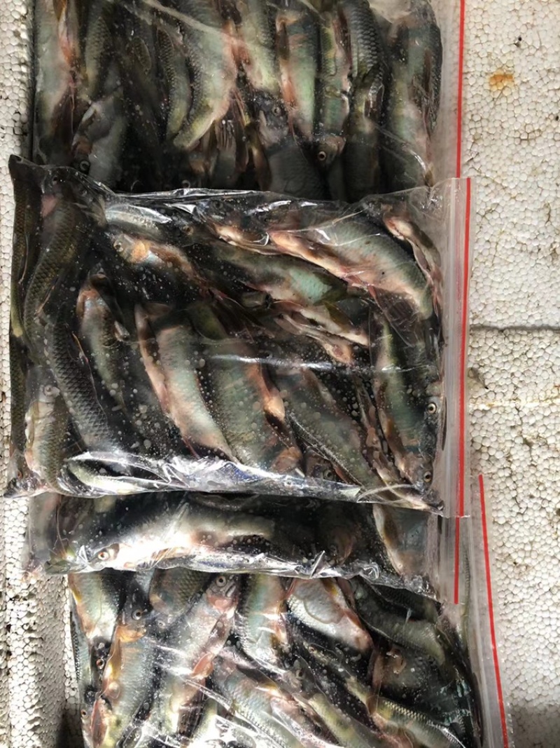 小马口鱼