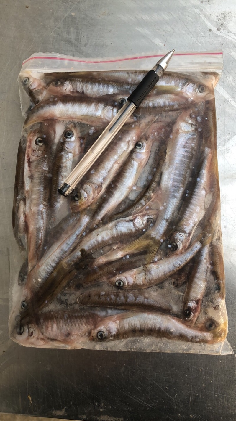 小马口鱼