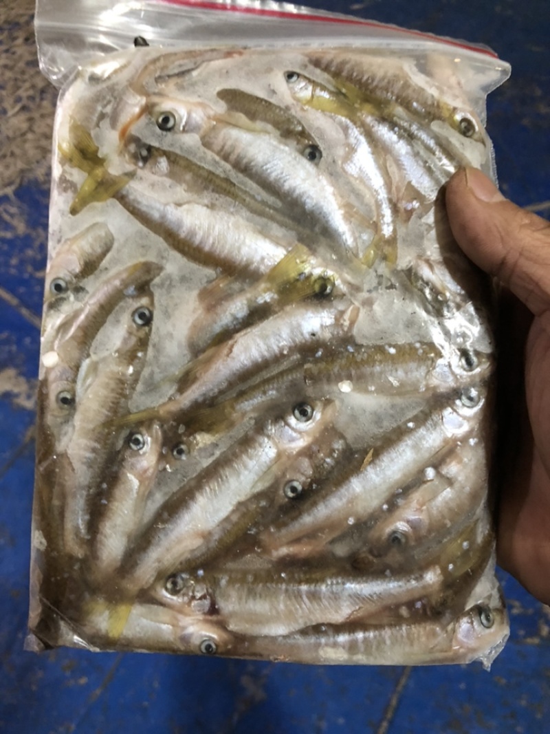 小马口鱼