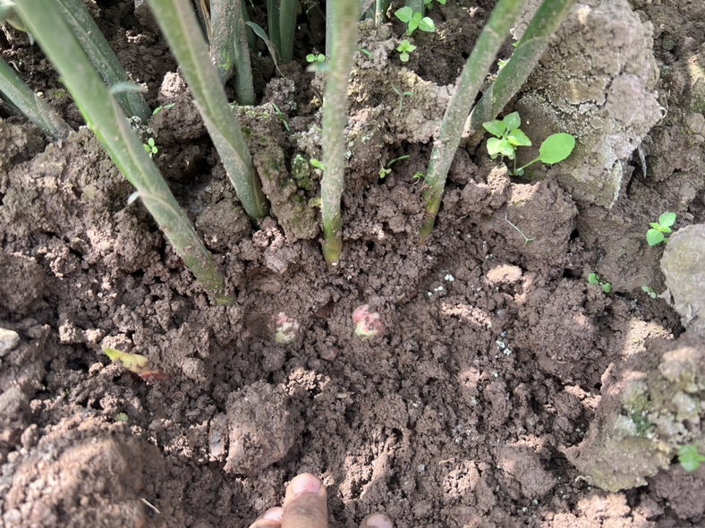 生姜植株结构示意图,展示根状茎与须根的位置关系 生姜植株结构示意图