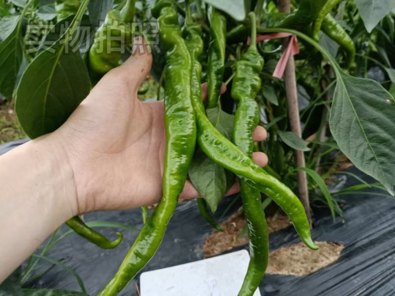 文初春研天螺螺丝椒种子早熟辣椒种子杂交味辣浓香种植户大田
