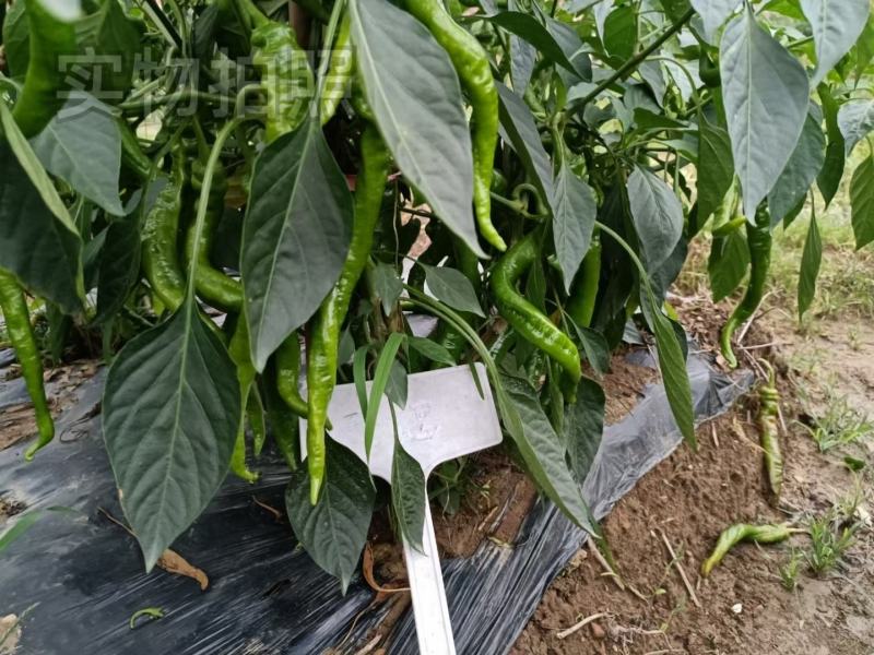 文初春研天螺螺丝椒种子早熟辣椒种子杂交味辣浓香种植户大田