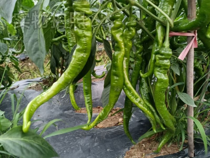 文初春研天螺螺丝椒种子早熟辣椒种子杂交味辣浓香种植户大田