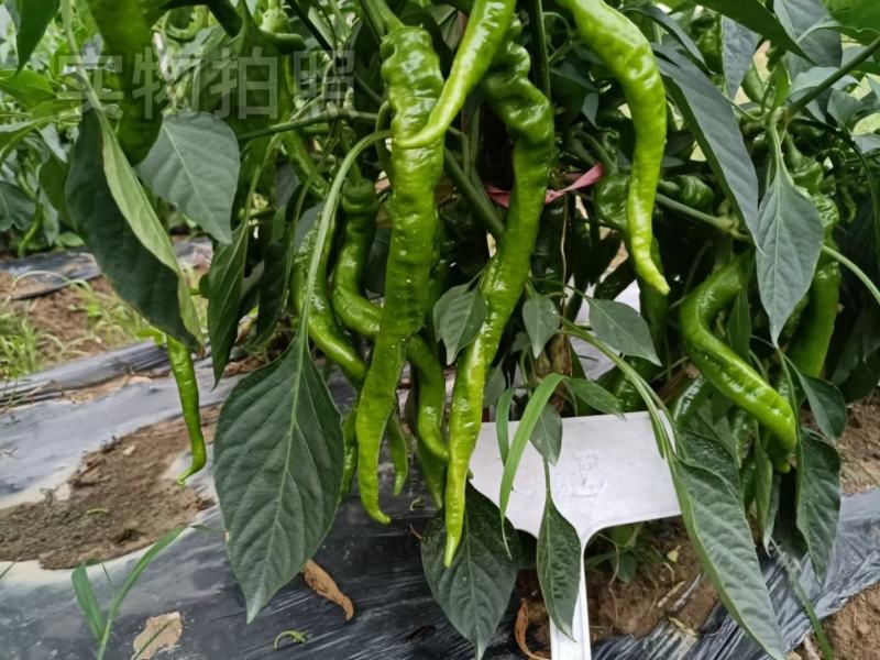 文初春研天螺螺丝椒种子早熟辣椒种子杂交味辣浓香种植户大田