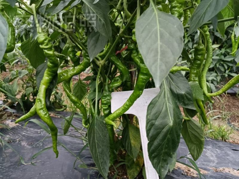 文初春研天螺螺丝椒种子早熟辣椒种子杂交味辣浓香种植户大田