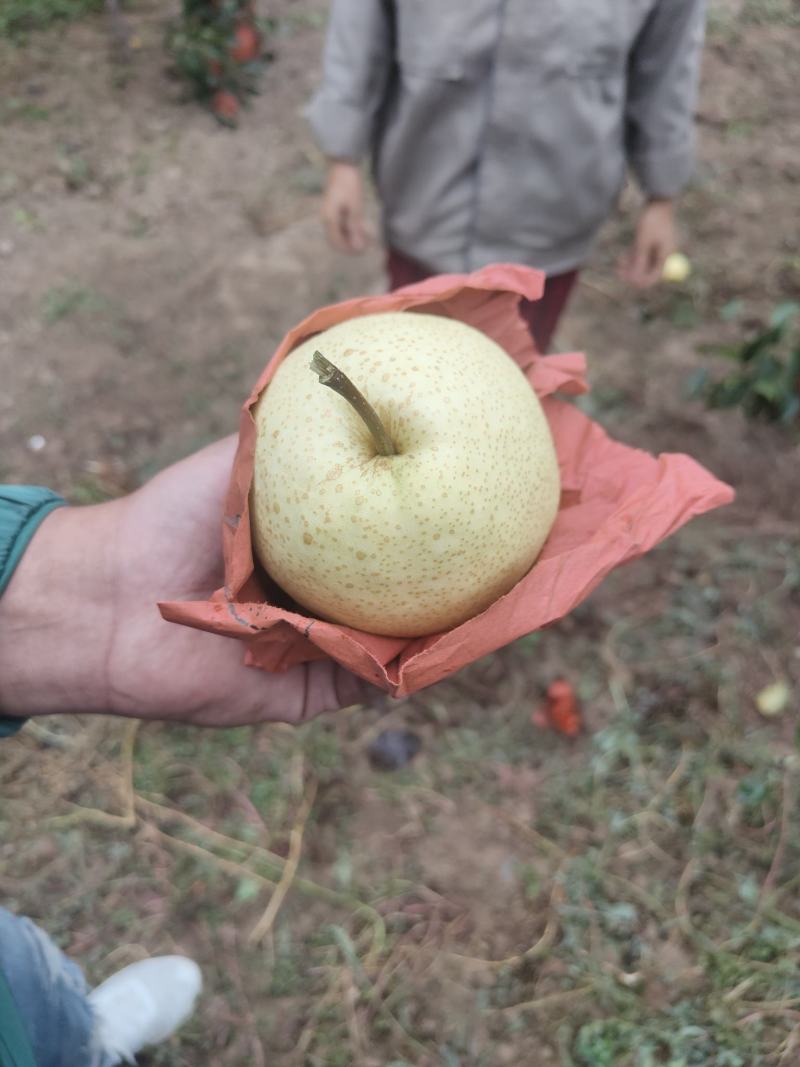 山西精品酥梨，大量新鲜供应，代发全国诚信代办，价格实惠