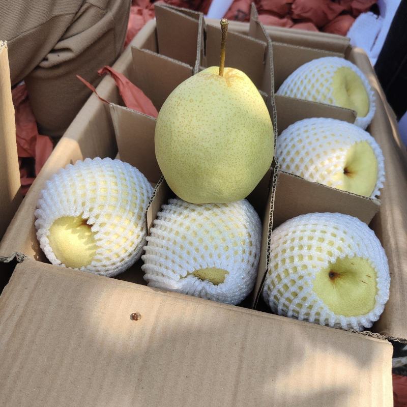 山西精品酥梨，大量新鲜供应，代发全国诚信代办，价格实惠