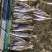 池沼公鱼