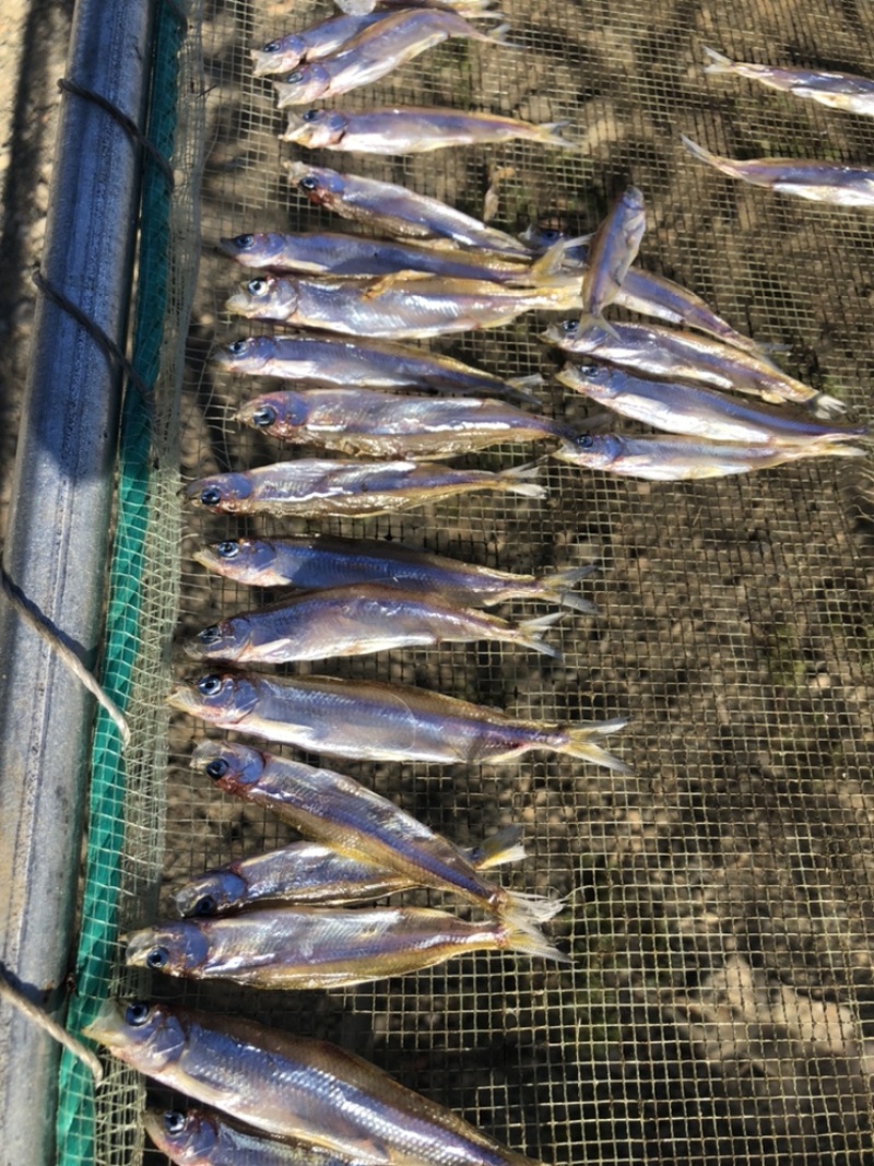 池沼公鱼
