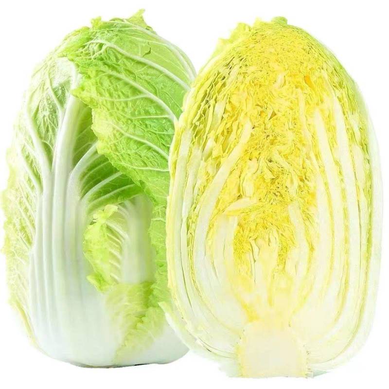 黄心白菜山西白菜产地批发质量保证量大从优合作共赢