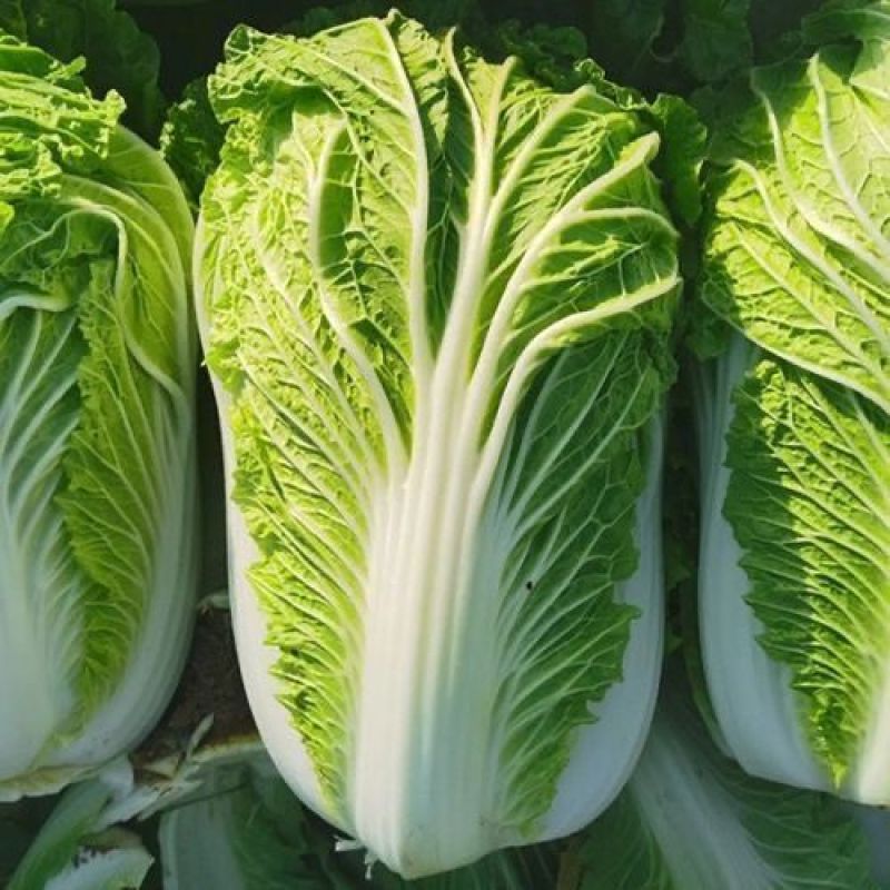 黄心白菜山西白菜产地批发质量保证量大从优合作共赢
