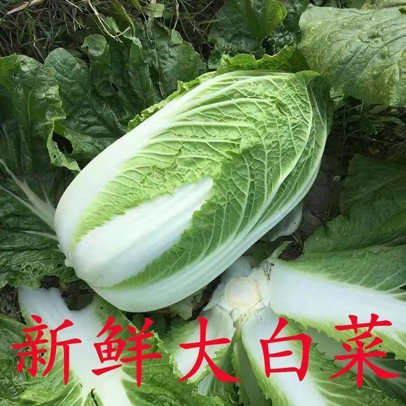 黄心白菜山西白菜产地批发质量保证量大从优合作共赢