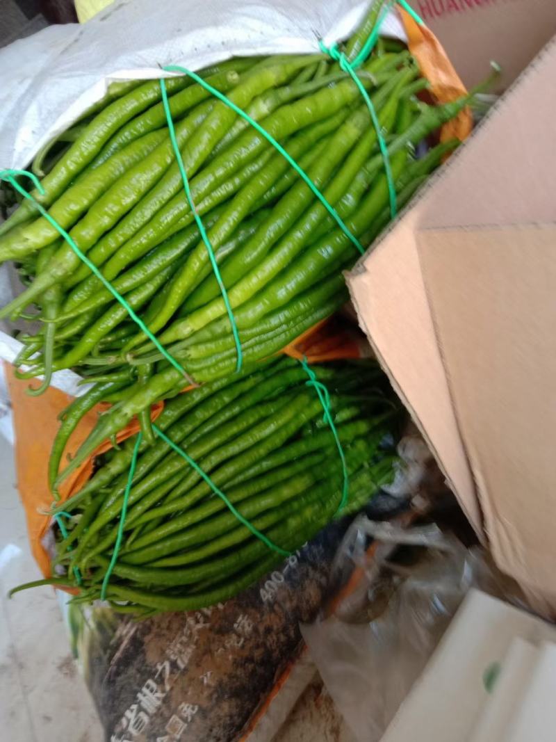 河南夏邑薄皮辣椒泡椒大量上市中，量大从优，