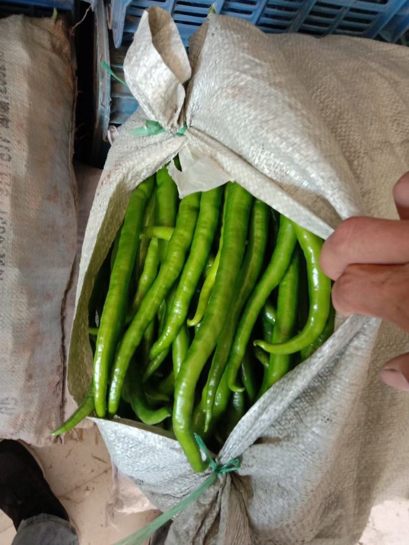 河南夏邑薄皮辣椒泡椒大量上市中，量大从优，
