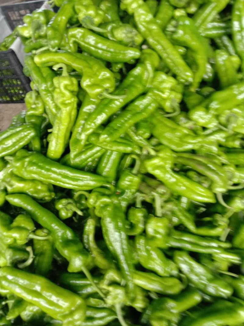 河南夏邑薄皮辣椒泡椒大量上市中，量大从优，