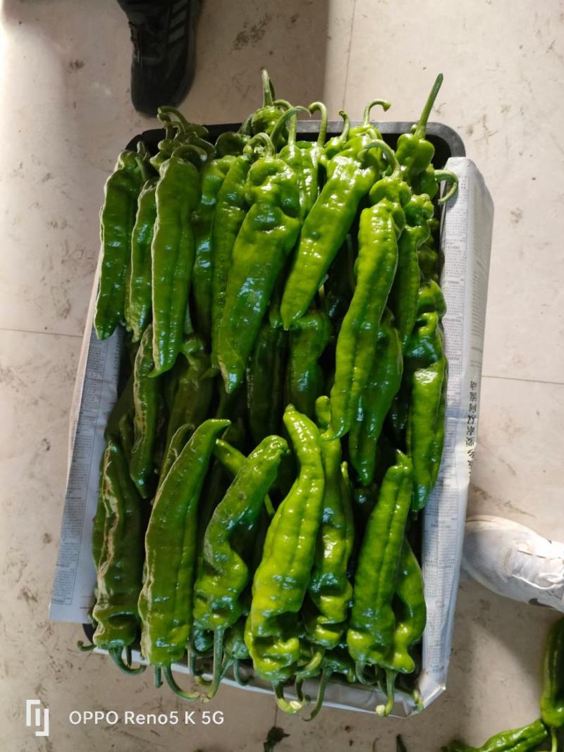 河南夏邑薄皮辣椒泡椒大量上市中，量大从优，