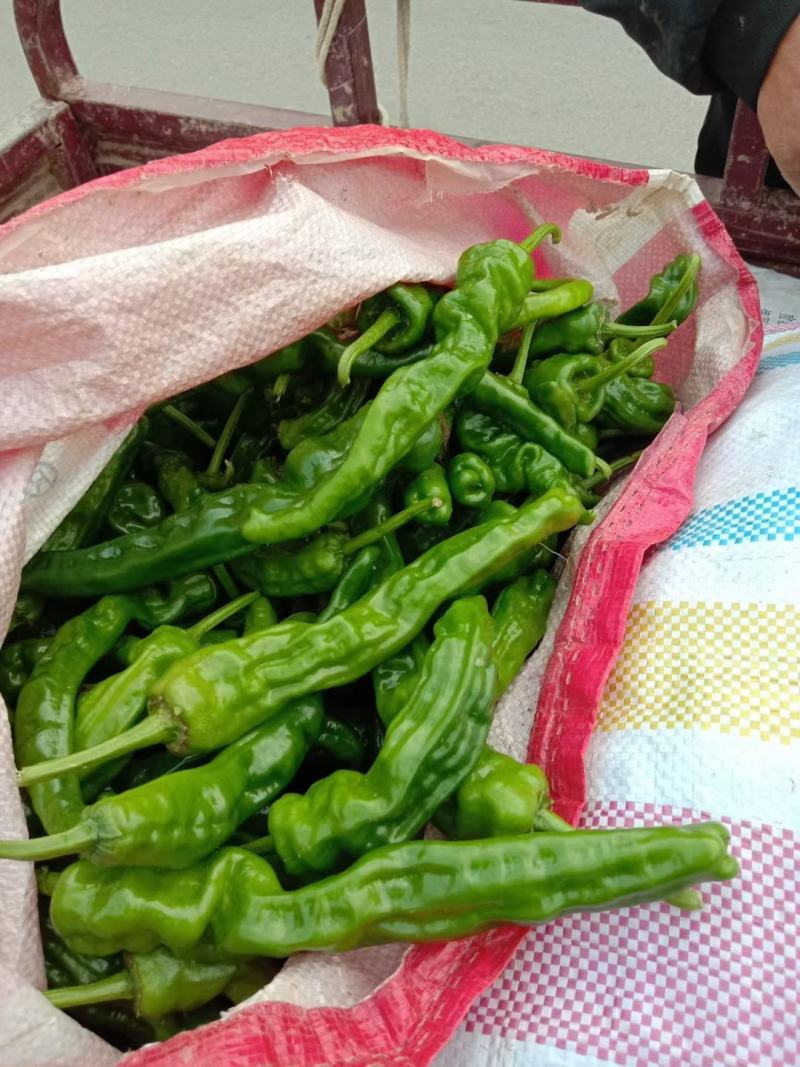 河南夏邑薄皮辣椒泡椒大量上市中，量大从优，