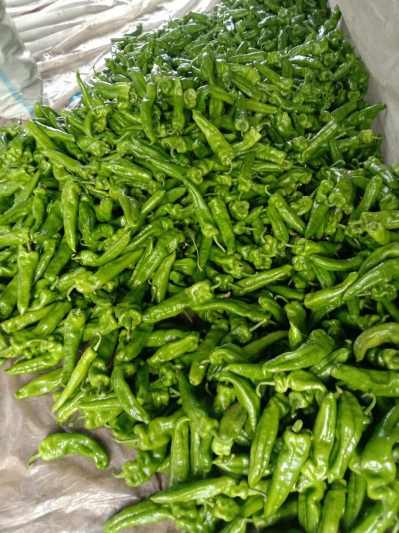 河南夏邑薄皮辣椒泡椒大量上市中，量大从优，
