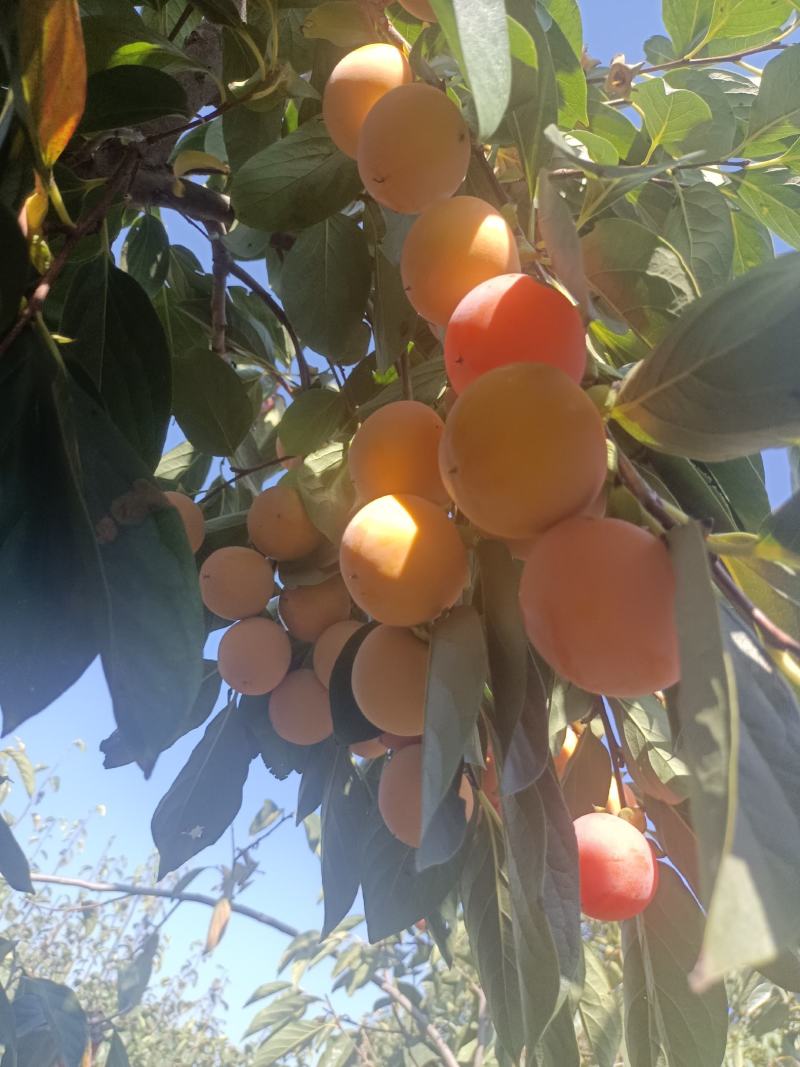 陕西省渭南市大荔县火葫芦柿子大量上市，黄里透红，香甜多汁