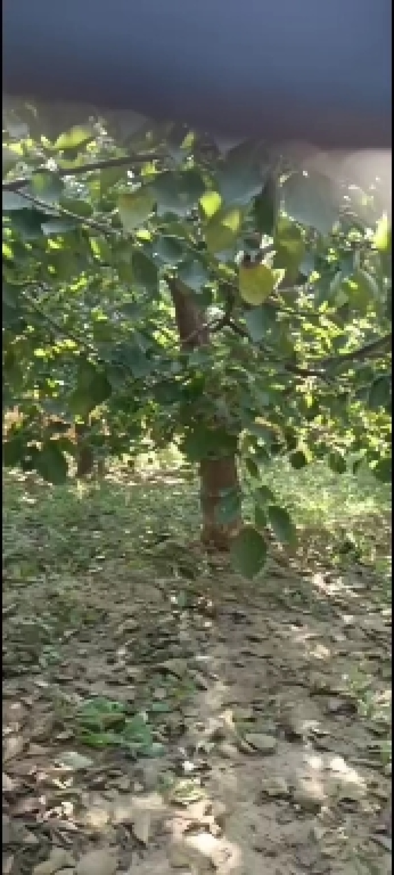 杏树大量有货，600棵以上，什么尺寸都有