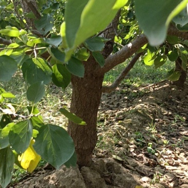 杏树大量有货，600棵以上，什么尺寸都有