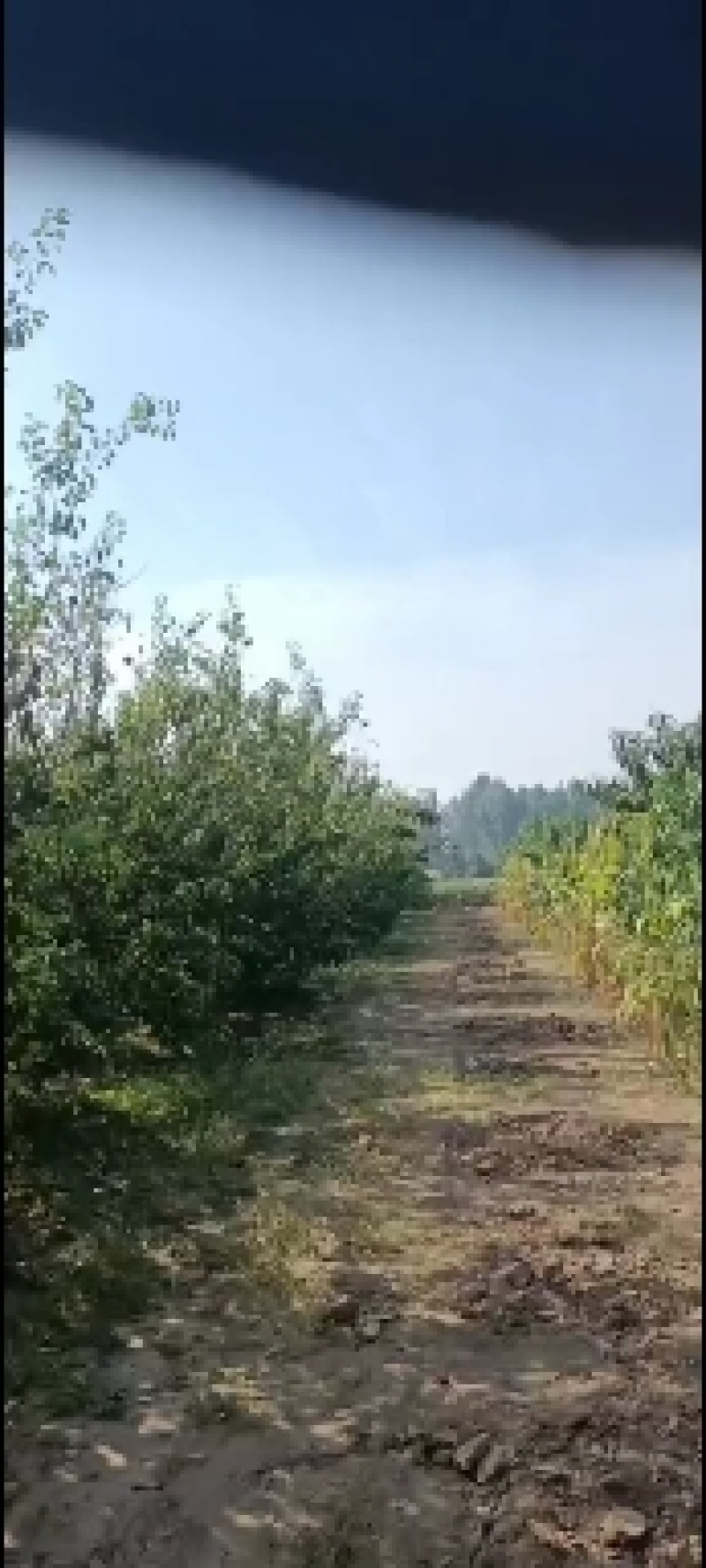 杏树大量有货，600棵以上，什么尺寸都有