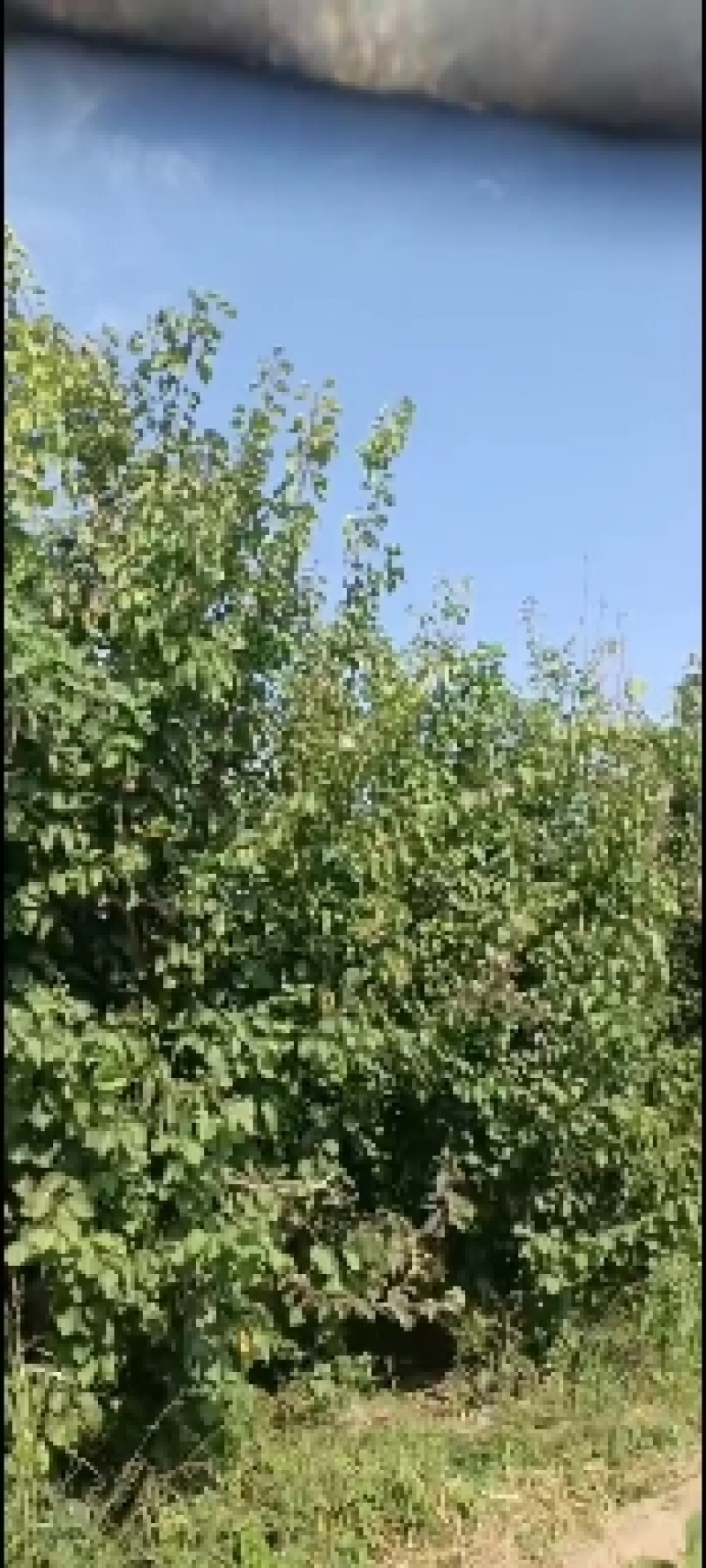 杏树大量有货，600棵以上，什么尺寸都有