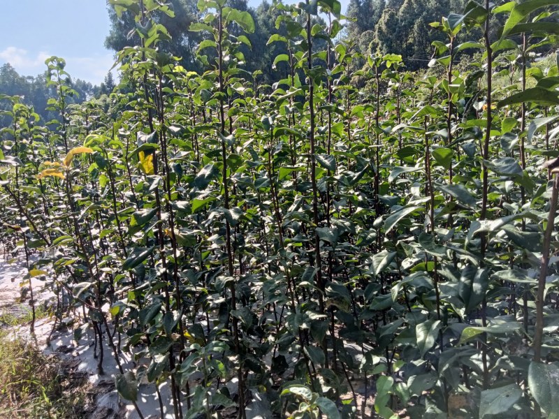 四川翠冠梨树苗，早熟，皮薄，多汁甜包成活，包邮送生根剂