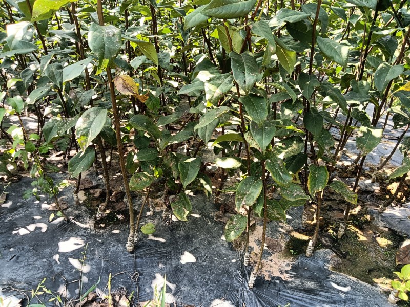 四川翠冠梨树苗，早熟，皮薄，多汁甜包成活，包邮送生根剂