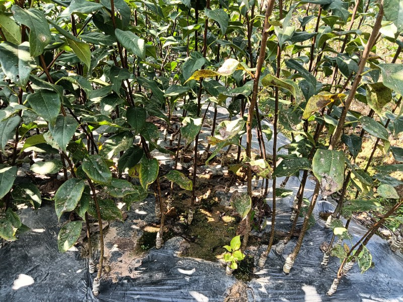 四川翠冠梨树苗，早熟，皮薄，多汁甜包成活，包邮送生根剂
