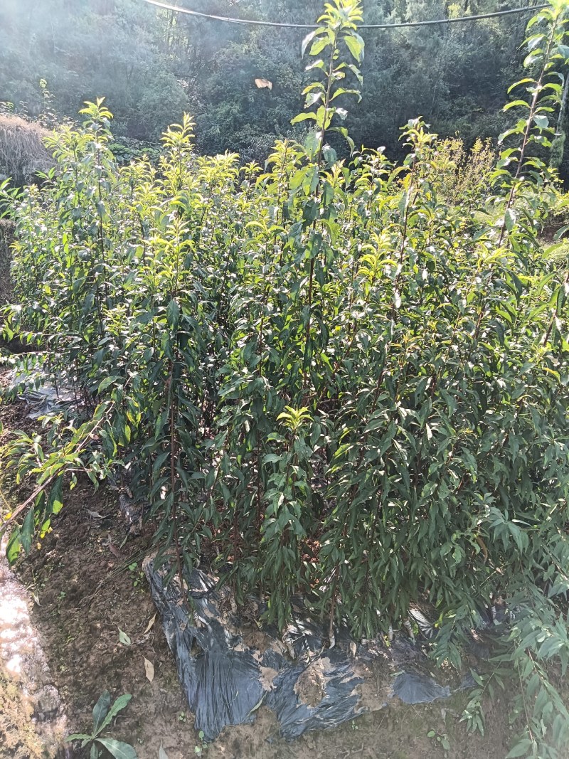 高产巴山脆青脆李树苗现挖现发可签合同包品种包结果死苗补发