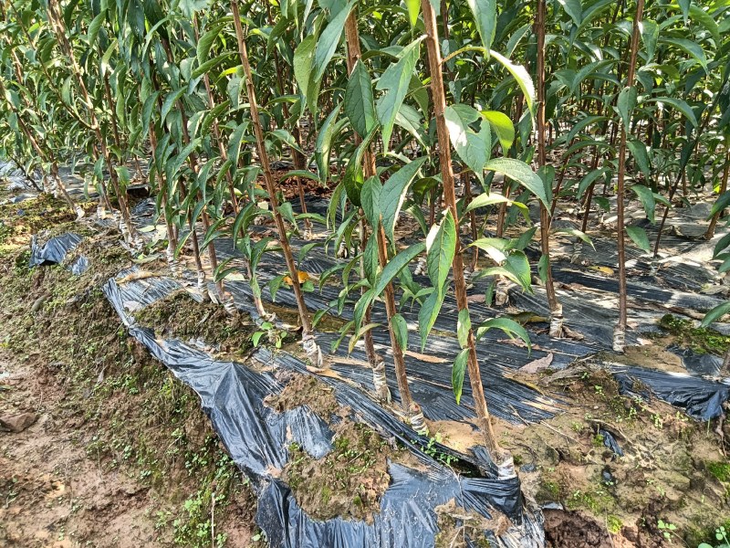脆红李子苗嫁接苗规格齐全当年挂果南北方种植技术指导易成活