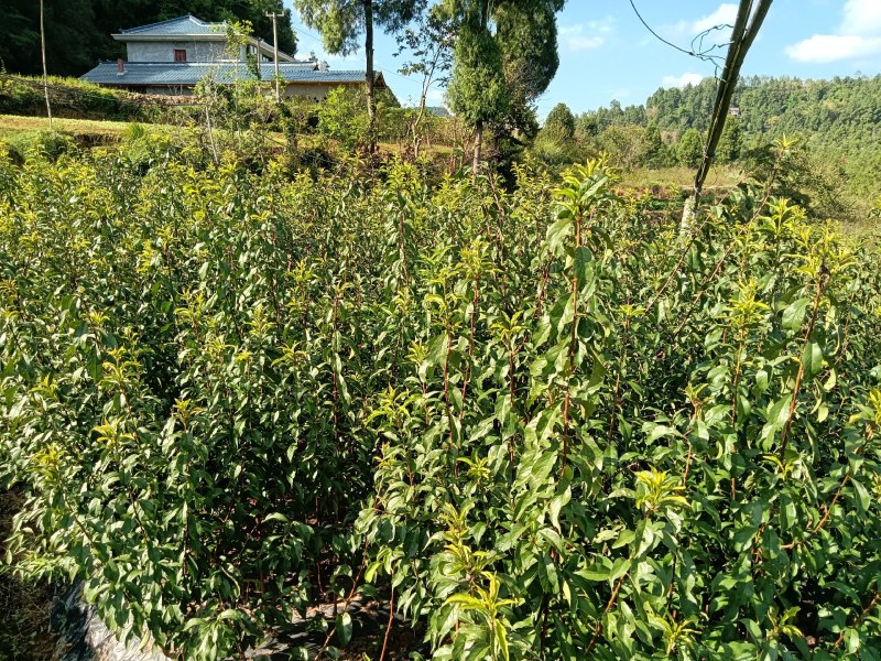 脆红李子苗嫁接苗规格齐全当年挂果南北方种植技术指导易成活