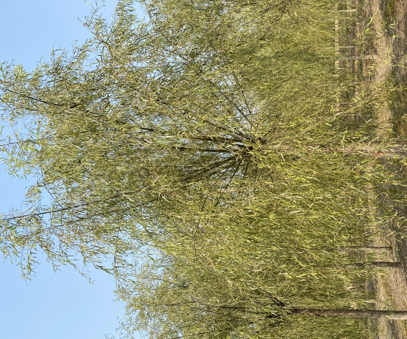 苗圃定植垂柳，10公分垂柳，12公分垂柳，价格合理！