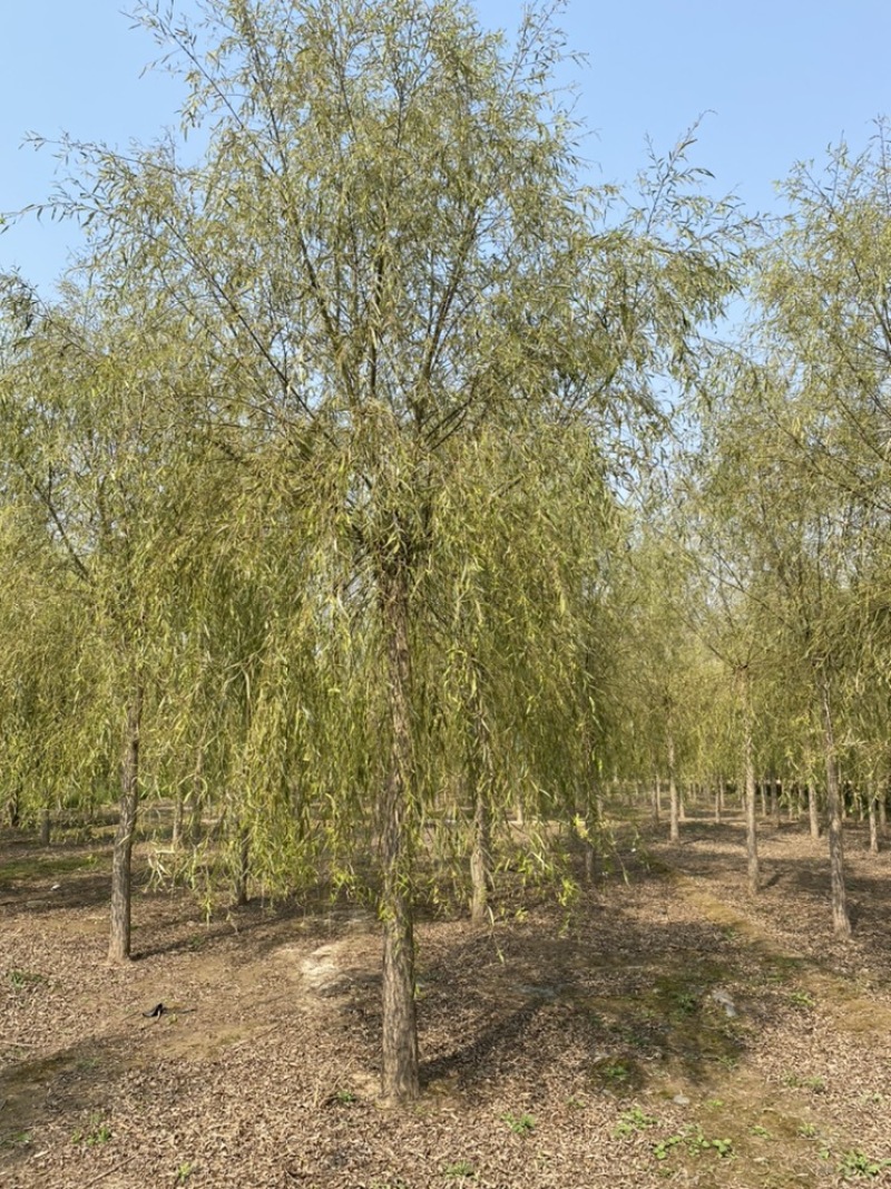 苗圃定植垂柳，10公分垂柳，12公分垂柳，价格合理！