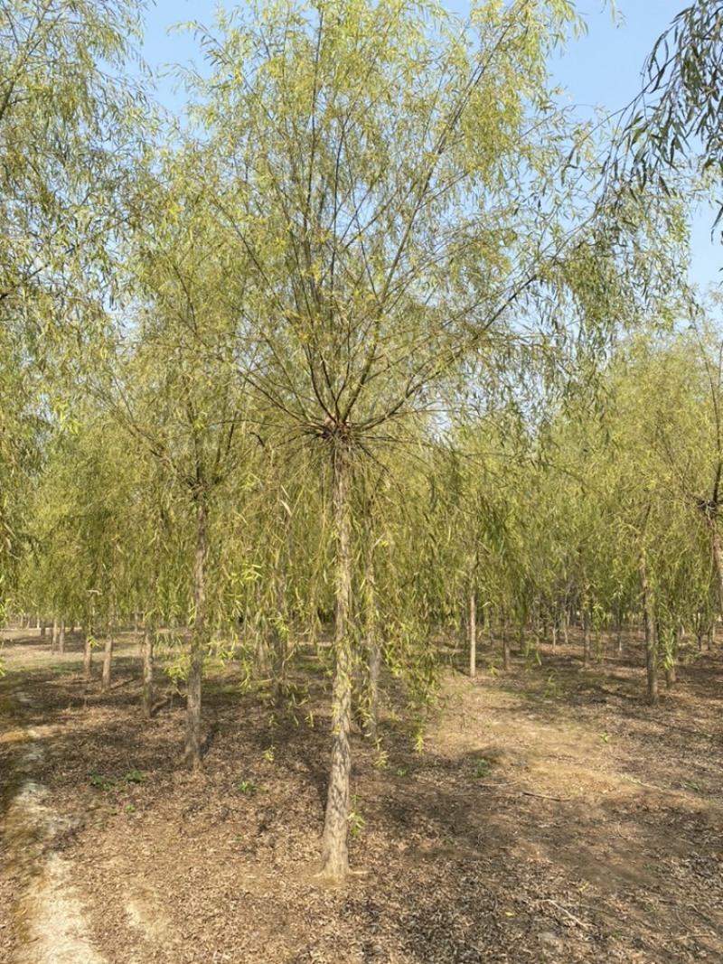 苗圃定植垂柳，10公分垂柳，12公分垂柳，价格合理！