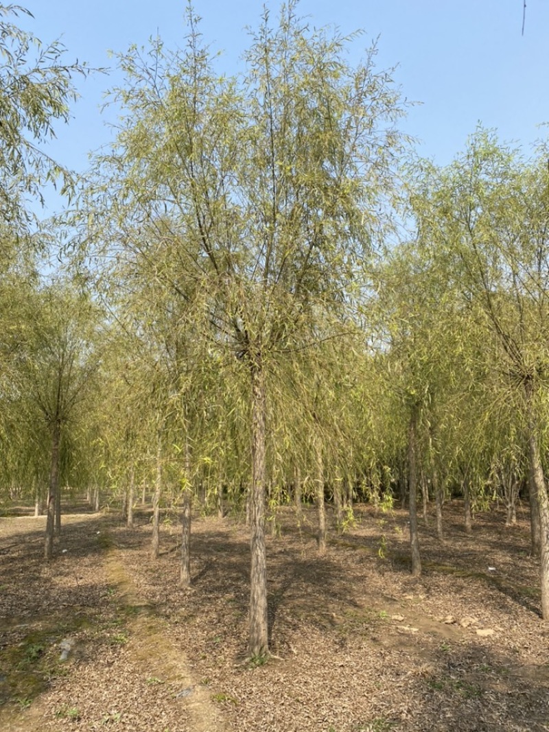 苗圃定植垂柳，10公分垂柳，12公分垂柳，价格合理！