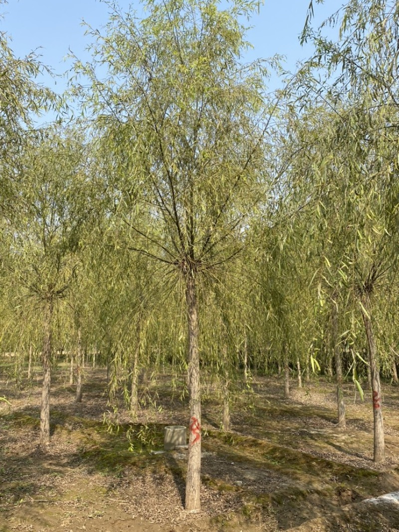 苗圃定植垂柳，10公分垂柳，12公分垂柳，价格合理！