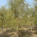 苗圃定植垂柳，10公分垂柳，12公分垂柳，价格合理！